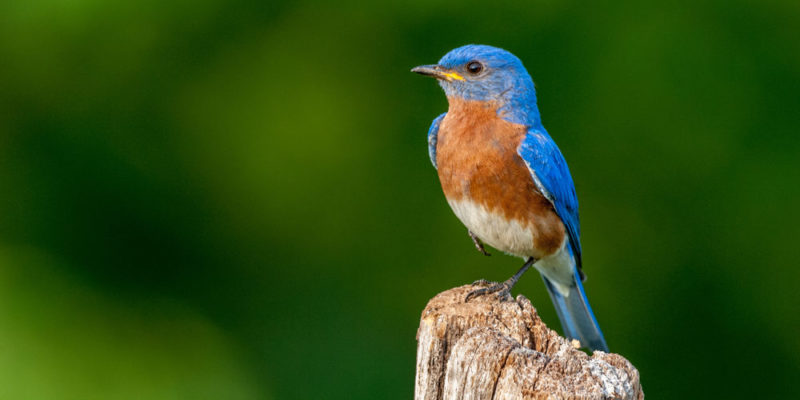 Aves del mundo