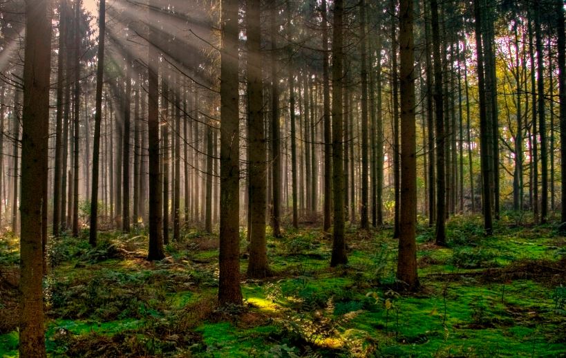 Bosques del mundo