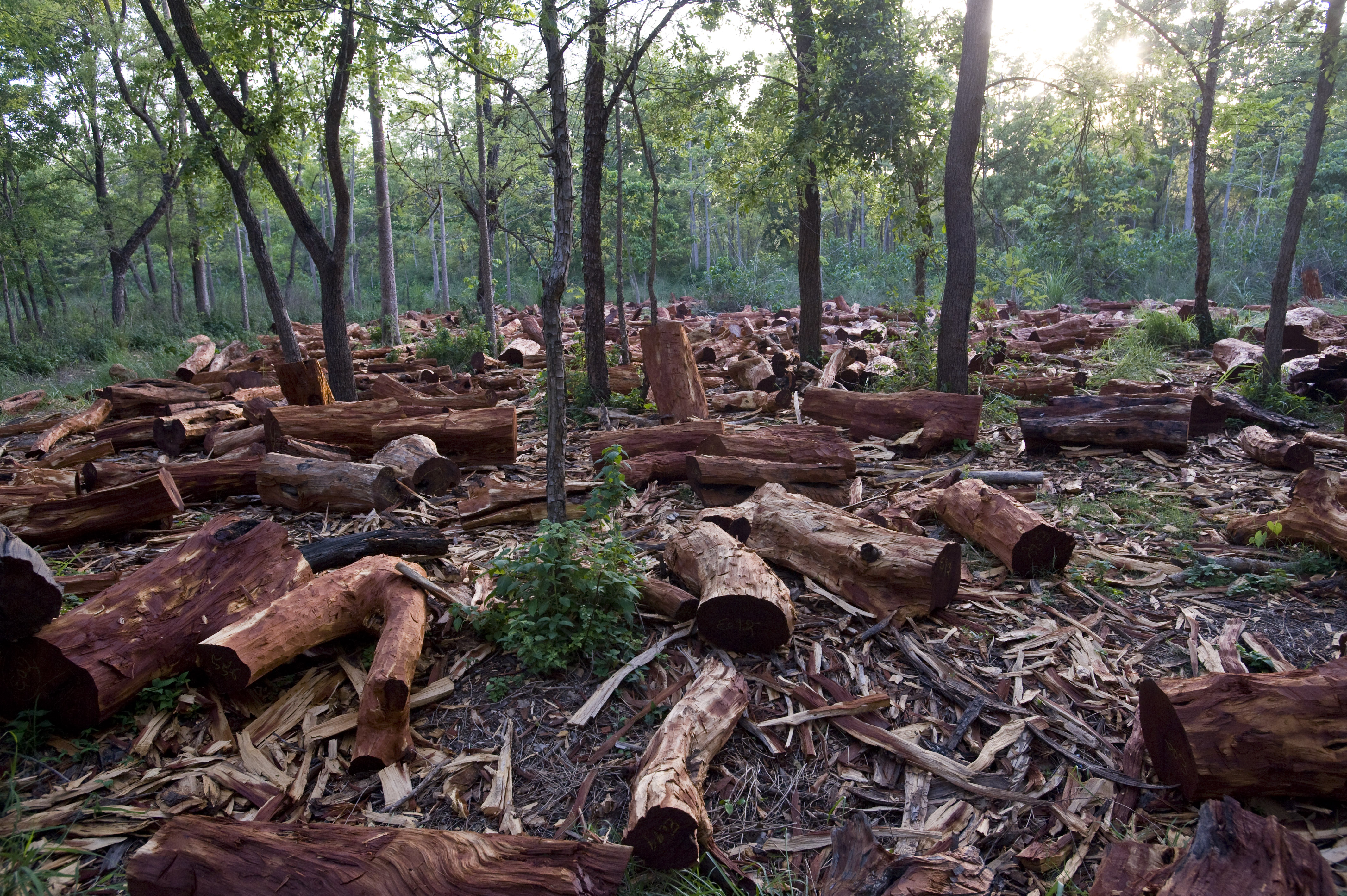 Deforestación