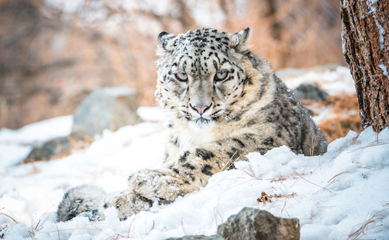 Leopardo