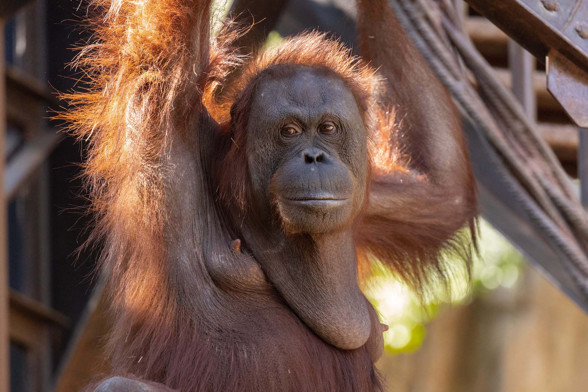 Orangután