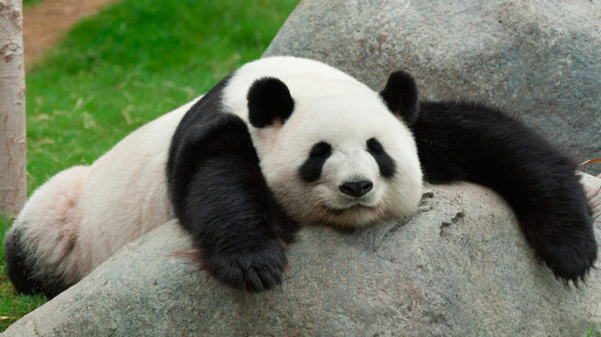 Oso Panda